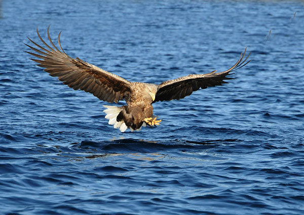 White tailed sea eagle 3