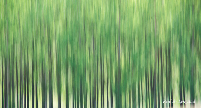 trær, skog, abstrakt, grønn,