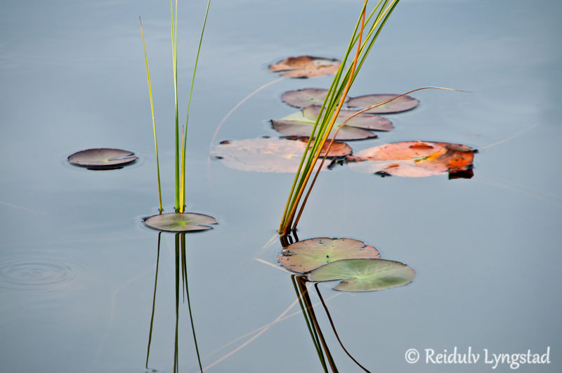 strå vann refleks vannliljer blad