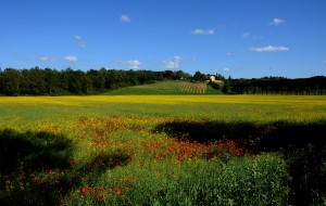 DSC 6942 ps 1200 300x190 Fotoworkshop i Toscana.